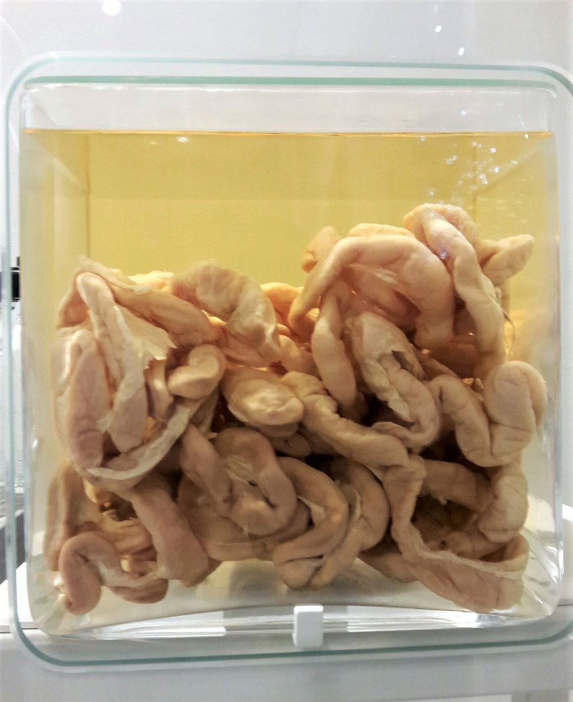 Original human intestines.jpg